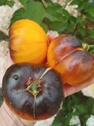 Wolverine nasiona Pomidor Kolekcjonerski