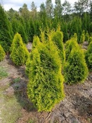 Tuja Golden Smaragd 80-100 cm Producent