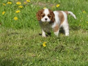 Cavalier King Charles Spaniel ZKwP FCI