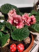 Zestaw liści skrętników + 1 niespodzianka gratis 