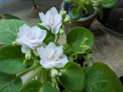 Fiołek afrykański Chanta Mara liść 