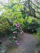 Przeniesienie prawa do działki ROD Malborska