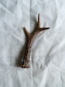 Poroże sarny europejskiej 