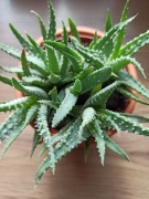 Sukulent w ceramicznej doniczce