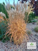 Miskant chiński Kaskade