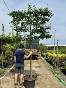 Lipa drobnolistna / Tilia cordata 'Greenspire' / Pień 180cm / ekran