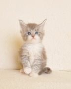 Śliczna koteczka Maine Coon - Legalna hodowla 