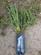 Tarczyca bajkalska sadzonka świeżo kopana dobrze się przyjmuje 3 letnia 