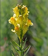 Lnica pospolita sadzonka 