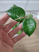 Hoya sp anjuk ladang - do ukorzenienia 