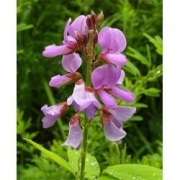 Desmodium kanadyjskie bylina wieloletnia sadzonka 