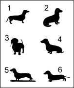 Naklejka na auto PIES JAMNIK