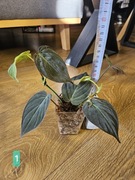 Philodendron scandens 'Micans'