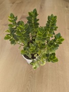 Kalanchoe Żyworódka duża