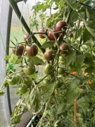 Nasiona pomidora Chocolate Cherry