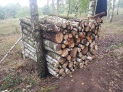 Drewno na opał , brzoza