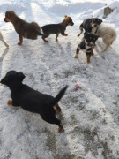 Pieski i suczki małe