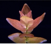 Bacopa Colorata – Sadzonka z hodowli podwodnej ok. 8-10 cm