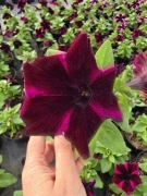 Surfinia Spece Purple