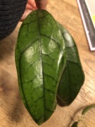 Hoya Calistophylla hoja