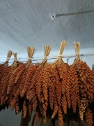 Proso senegalskie w kłosach 1 kg