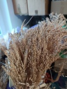 Proso klosy zboże suszone naturalne dla papug ptaków chomików gryzoni