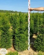 Taxus baccata, cis pospolity, wysokości: 50-350cm, duże cisy kopane