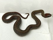 Wąż lancetogłów meksykański Lampropeltis mexicana 