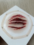 Sztuczna rana Halloween silikonowa (ślady po pazurach) 