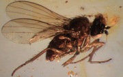 Bursztyn inkluzja samica Dolichopodidae 40 mln lat wymarła