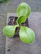 Prymula auricula Firsby
