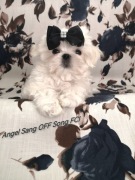 Malrańczyk piesek korea ZKwP Fci