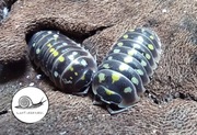 Armadillidium klugii pudding 12  isopod prosionki