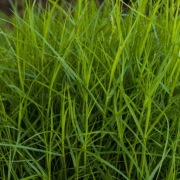 Turzyca palmowa Little Midge duża sadzonka c2