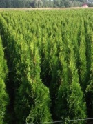 Tuje Szmaragd 80-240cm