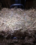 Siano kostka Koniczyna krwistoczerwona  inkarnatka