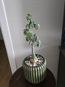 Adenia Glauca duża Caudex kaudeks 