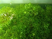 Riccia fluitans WGŁĘBKA WODNA roslina akwariowa