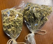 Krwawnik kwiat, naturalnie suszone 