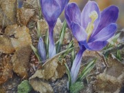 wiosna kwiaty akwarela obraz natura krokus duża