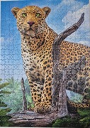Puzzle trefl 500 Dziki lampart 