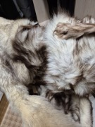 Wyprawione skóry z lisa