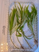 Hygrophila siamensis 4 sadzonki