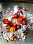 Suszone kwiaty kocanki bukiety 