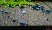 Krewetki Neocaridina Blue Velvet woda kranowa ZAMIANA GRATIS PROMOCJA