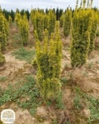 cis, taxus, David, Dovastonii Aurea, Fastigiata Robusta,60-160cm,bryła