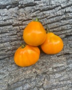 ALADDIN'S LAMP Pomidor kolekcjonerski 