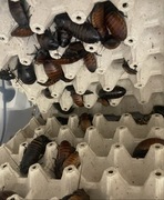 Karaczan madagaskarski dorosły 7-8 cm hydrożel gratis