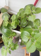 Mięta meksykańska -szczepki rośliny