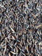 Owies gniady, czarny